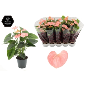 Anthurium 12 cm Spirit in Couture Diamond Line Purple sleeve