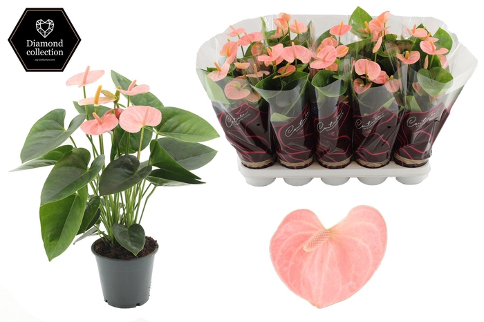 <h4>Anthurium 12 cm Spirit in Couture Diamond Line Purple sleeve</h4>