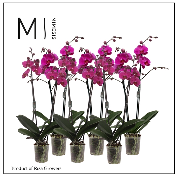 <h4>Mimesis Phal. Purple - 2 spike 12cm</h4>