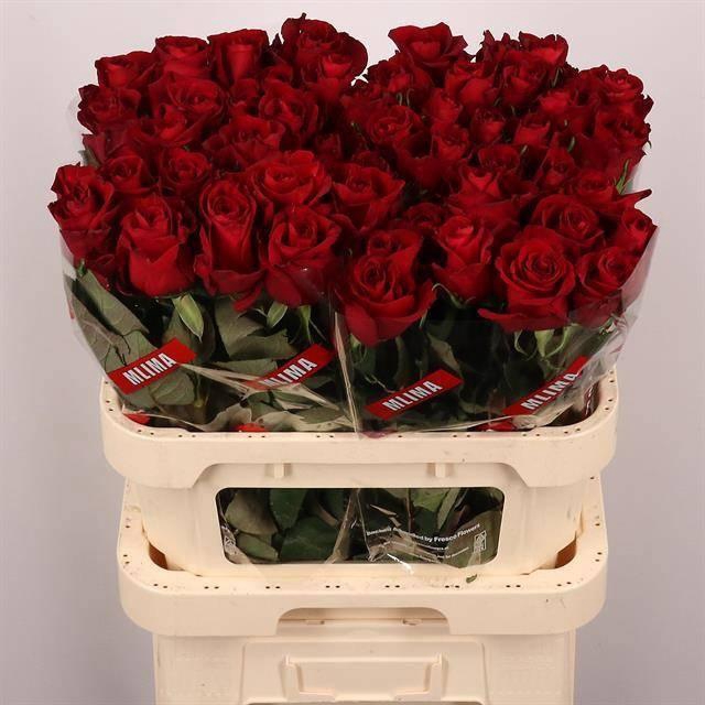 <h4>R GR EVER RED</h4>