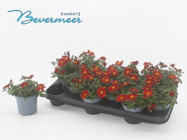 <h4>BID ELDORO RED</h4>