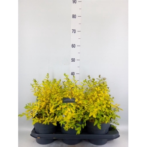 Ligustrum ovalif.