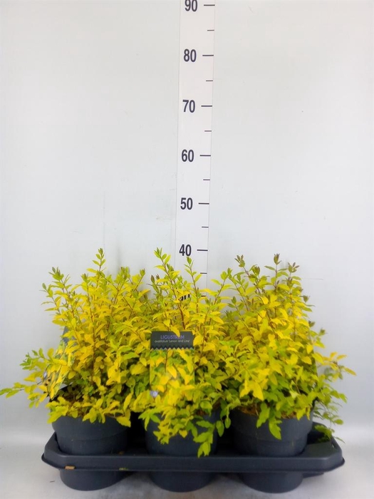 <h4>Ligustrum ovalif.</h4>