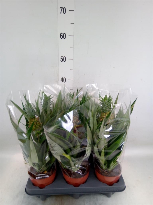 <h4>Ananas 'Mi Amigo'</h4>