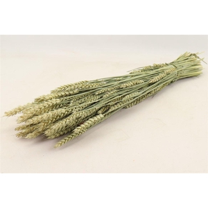 Bunch Triticum 200g L65