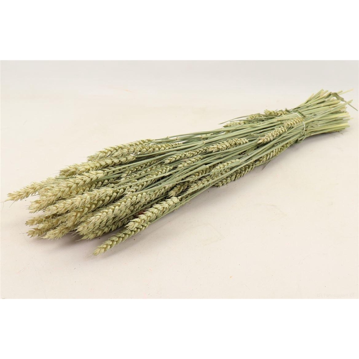 <h4>Bunch Triticum 200g L65</h4>