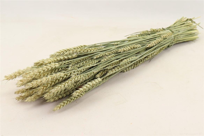 Bunch Triticum 200g L65
