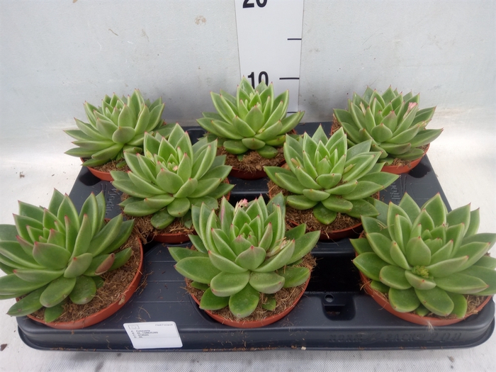 <h4>Echeveria  'Miranda'</h4>