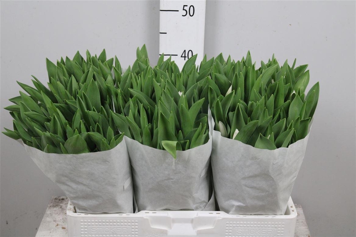 <h4>Tu En Royal Virgin</h4>