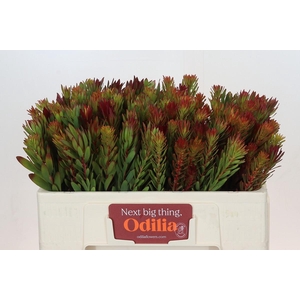 Leucadendron Safari Sunset