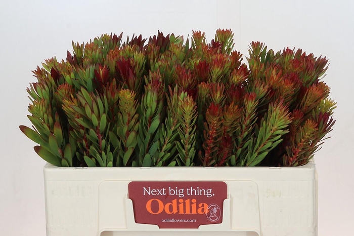 Leucadendron Safari Sunset