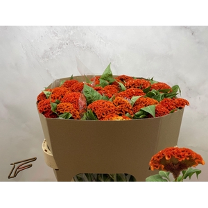 CEL C EXTREM ORANGE