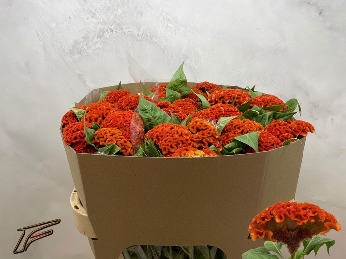 <h4>CEL C  EXTREM ORANGE</h4>