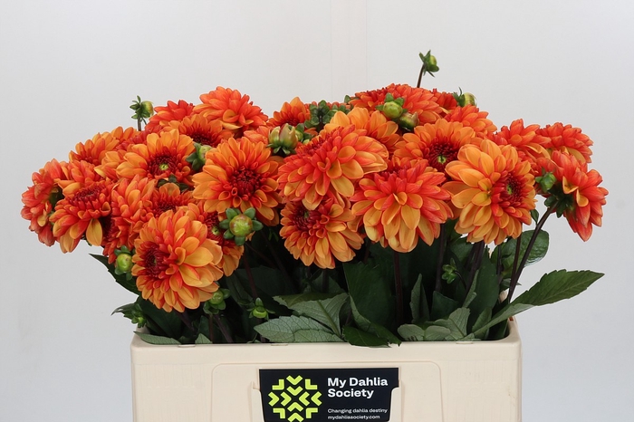 <h4>Dahlia American Sunset</h4>