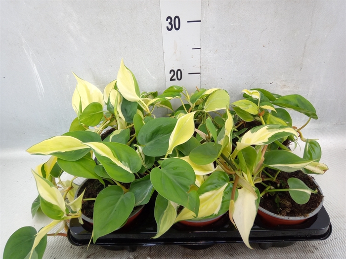 <h4>Philodendron scand.</h4>