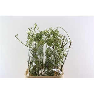 Rosa Corallo 90cm Ptk Green