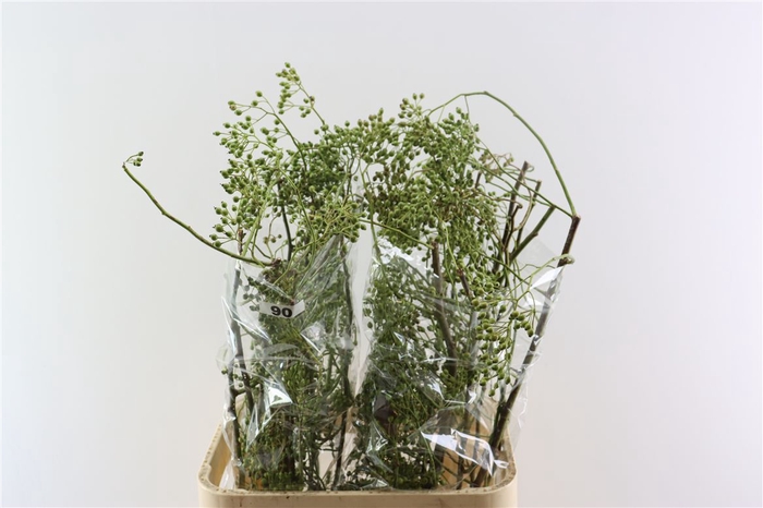 <h4>Rosa Corallo 90cm Ptk Green</h4>