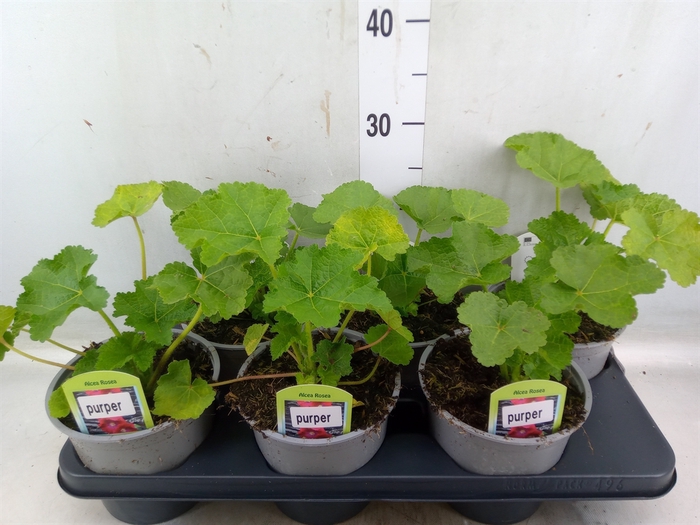 <h4>Alcea rosea 'SpringCel Purple'</h4>