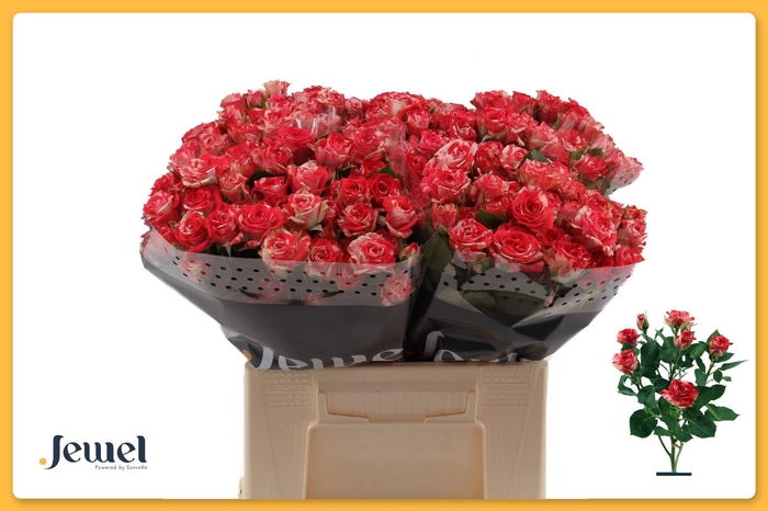 <h4>ROSA TR 'FIREWORKS'</h4>