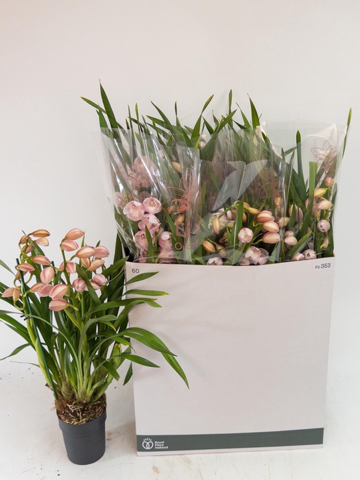 <h4>CYMB OVERIG</h4>