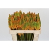 Kniphofia Eycone Peach
