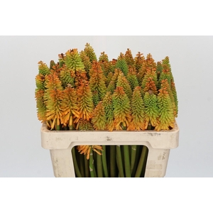 Kniphofia Eycone Peach