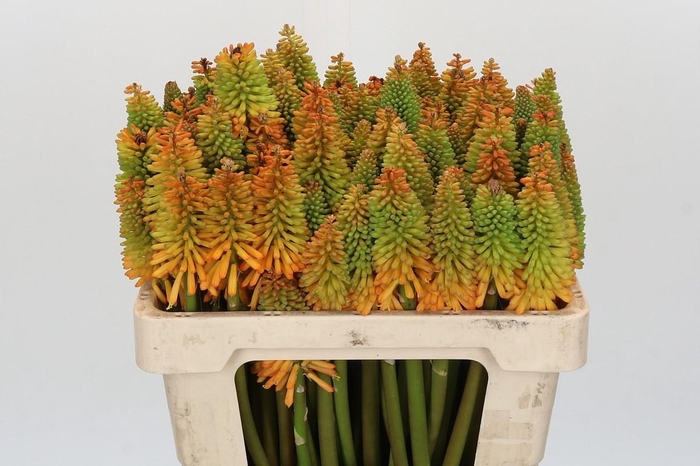 <h4>Kniphofia Eycone Peach</h4>