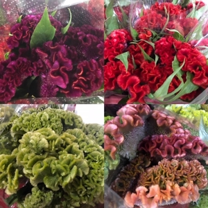 Celosia Cristata (p/bunch) Mix, P/Color Gr/Yl/Peach/Pu