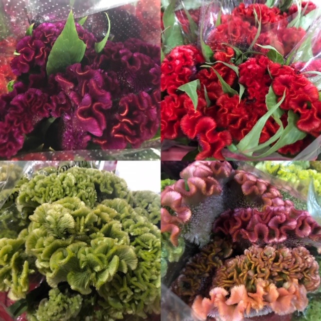 Celosia Cristata (p/bunch) Mix, P/Color Gr/Yl/Peach/Pu
