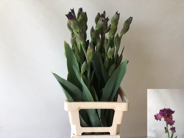 <h4>IRIS BUITEN OV</h4>