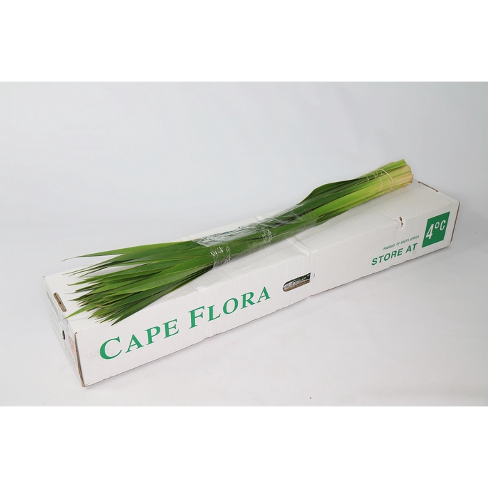 <h4>Typha Green Ocean</h4>