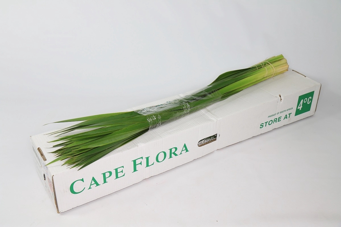 Typha Green Ocean