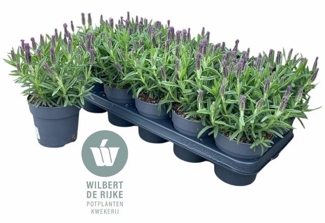 <h4>LAVAN S BELL TOSCANE</h4>