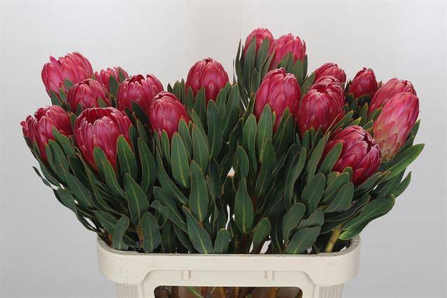 <h4>PROTEA BRENDA</h4>