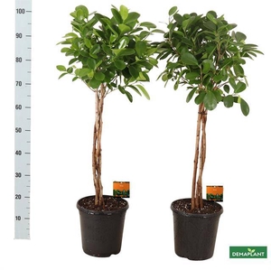 Ficus Microcapra Moclame 23Ø 100cm 3pp