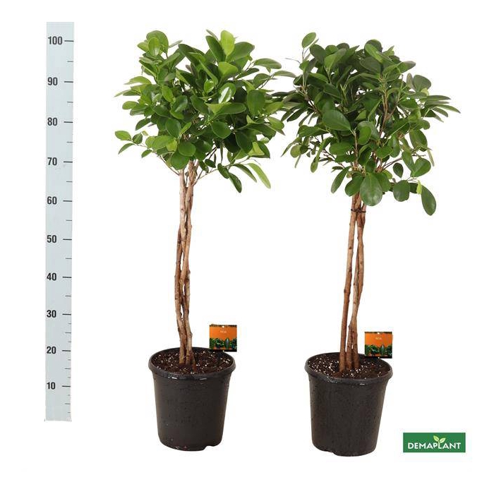 <h4>Ficus Microcapra Moclame 23Ø 100cm 3pp</h4>