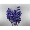 Dried Lunaria L Milka Bunch Poly