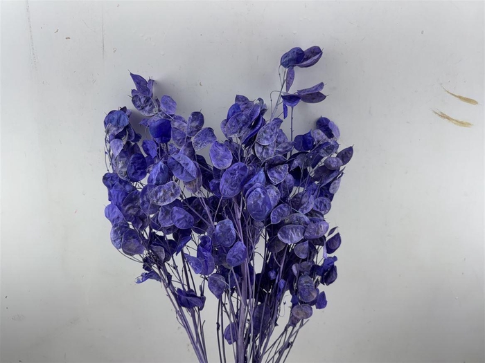 Dried Lunaria L Milka Bunch Poly