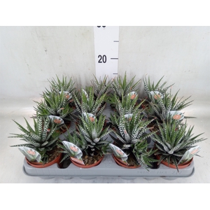 Haworthia fasciata 'Big Band'
