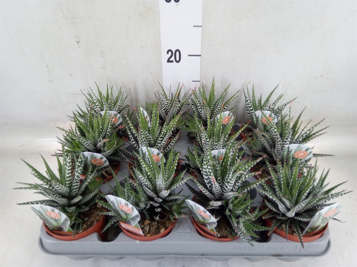 <h4>Haworthia fasciata 'Big Band'</h4>