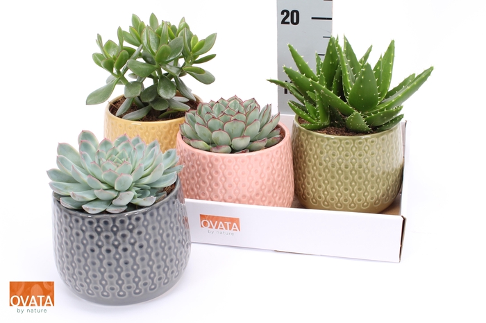 <h4>SUCC GEM 4 SRT</h4>