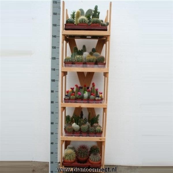 <h4>Cactus gemengd</h4>