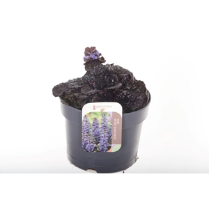 Ajuga reptans Black Scallop