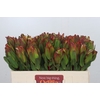 Leucadendron Laurel Yellow