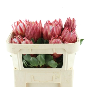 PROTEA CY RED REX