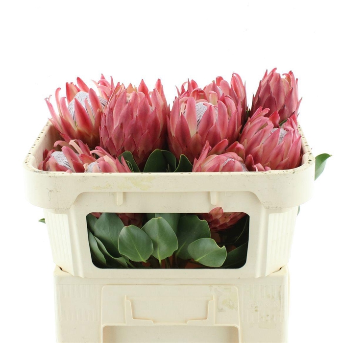 <h4>PROTEA CY RED REX</h4>