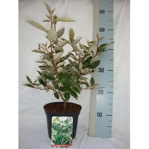 Elaeagnus ebbingei