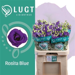 Eus G Rosi Blue [ Lugt ]