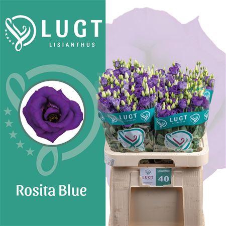 <h4>Eus G Rosi Blue [ Lugt ]</h4>