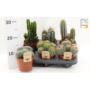 CACTUS GEM